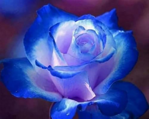 Wihgkin Kreuzstich Stickpackungen Blaue Blumen 11CT Erwachsene Sticken Set,DIY Stickbilder Vorgedruckt Kreuzstich für Anfänger Home Decor （40x50cm ） von Wihgkin