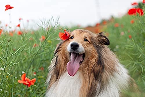Wingkin Kreuzstich Stickpackungen Collie Hunde Tiere 11CT Erwachsene Sticken Set,DIY Stickbilder Vorgedruckt Kreuzstich für Anfänger Home Decor （40x50cm ） von Wingkin
