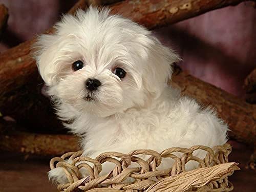 Wingkin Kreuzstich Stickpackungen Malteser Hundetier 11CT Erwachsene Sticken Set,DIY Stickbilder Vorgedruckt Kreuzstich für Anfänger Home Decor （40x50cm ） von Wingkin