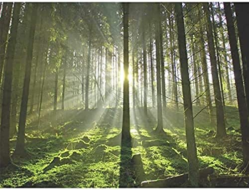Wingkin Kreuzstich Stickpackungen Wald Sonnenschein 11CT Erwachsene Sticken Set,DIY Stickbilder Vorgedruckt Kreuzstich für Anfänger Home Decor （40x50cm ） von Wingkin