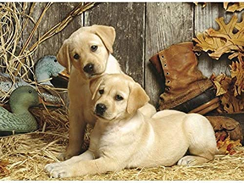 Wingkin Kreuzstich Stickpackungen Zwei süße Golden Retriever 11CT Erwachsene Sticken Set,DIY Stickbilder Vorgedruckt Kreuzstich für Anfänger Home Decor （40x50cm ） von Wingkin