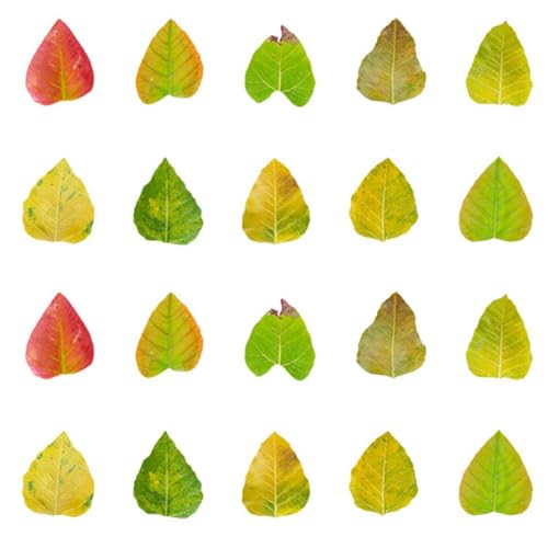 Wisafory 50 Stück Blatt Aufkleber Klein Herbstblatt Sticker Papier Selbstklebend Herbst Blätter Fensteraufkleber Dekoaufkleber für DIY Basteln Scrapbook Herbst Party Heimdekoration 6# von Wisafory