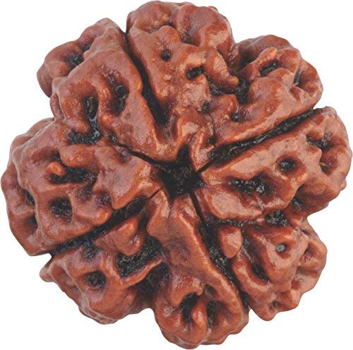 Wonder Care – Original indonesische Rudraksha mit zehn Gesichtern, 9 Mukhi Rudraksha-Perlen, natürliche Rudra, religiöse Rosenkranzperle Wonder Care – Original indonesische Rudraksha mit zehn Gesichtern, 9 Mukhi Rudraksha-Perlen, natürliche Rudra, religiöse Rosenkranzperle von Wonder Care