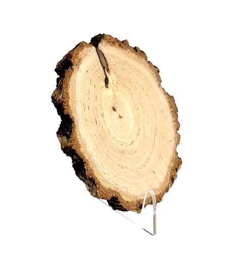 Wooden World – Holzscheibe mit Rinde 12–15 cm, Beidseitig Geschliffen, Naturbelassene Holzplatte für Dekoration, Basteln, DIY, Hochzeiten und Feste von Wooden World