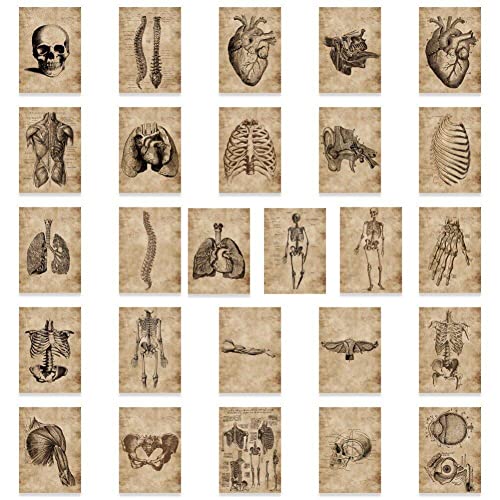 Wudaizhi 56 Stück Anatomie und Physiologie der Körperskelett-Aufkleber Zimmer medizinische Dekoration Vintage Aufkleber Wudaizhi 56 Stück Anatomie und Physiologie der Körperskelett-Aufkleber Zimmer medizinische Dekoration Vintage Aufkleber von Wudaizhi