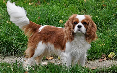 5D DIY Diamond Painting Kit Cavalier King Charles Spaniel Diamant Zeichnung für Erwachsene Strass Stickerei Kunst Home Wall Decor Full Drill 5D DIY Diamond Painting Kit Cavalier King Charles Spaniel Diamant Zeichnung für Erwachsene Strass Stickerei Kunst Home Wall Decor Full Drill von XCSQTYMY