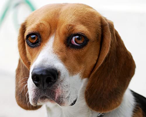 DIY 5D Diamond Painting Kits Beagles Hund Home Wanddekoration und für Entspannung Full Drill Diamant Stickerei Kreuzstich Handwerk von XCSQTYMY