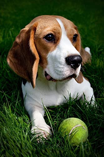DIY 5D Diamond Painting Kits Beagles Hund Home Wanddekoration und für Entspannung Full Drill Diamant Stickerei Kreuzstich Handwerk DIY 5D Diamond Painting Kits Beagles Hund Home Wanddekoration und für Entspannung Full Drill Diamant Stickerei Kreuzstich Handwerk von XCSQTYMY