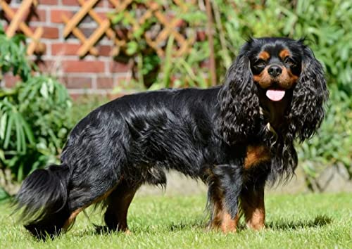 Diamond Painting Kits Cavalier King Charles Spaniel DIY 5D Square Full Drill Art Perfekt für Entspannung und Home Wall Decor Diamond Painting Kits Cavalier King Charles Spaniel DIY 5D Square Full Drill Art Perfekt für Entspannung und Home Wall Decor von XCSQTYMY