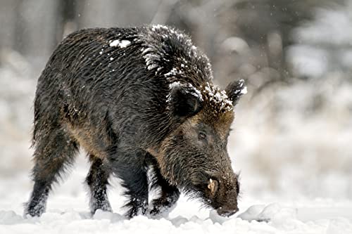 Diamond Painting Kits Wildschwein DIY 5D Quadrat Full Drill Art Perfekt für Entspannung und Home Wall Decor Diamond Painting Kits Wildschwein DIY 5D Quadrat Full Drill Art Perfekt für Entspannung und Home Wall Decor von XCSQTYMY