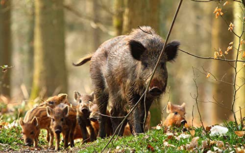 Diamond Painting Kits Wildschwein DIY 5D Quadrat Full Drill Art Perfekt für Entspannung und Home Wall Decor von XCSQTYMY