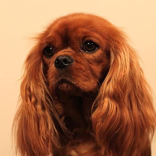 Malen-nach-Zahlen-Acrylgemälde-Set Cavalier King Charles Spaniel für Kinder und Erwachsene, Anfänger, Heimdekoration, Leinwände, 40,6 x 50,8 cm Malen-nach-Zahlen-Acrylgemälde-Set Cavalier King Charles Spaniel für Kinder und Erwachsene, Anfänger, Heimdekoration, Leinwände, 40,6 x 50,8 cm von XCSQTYMY