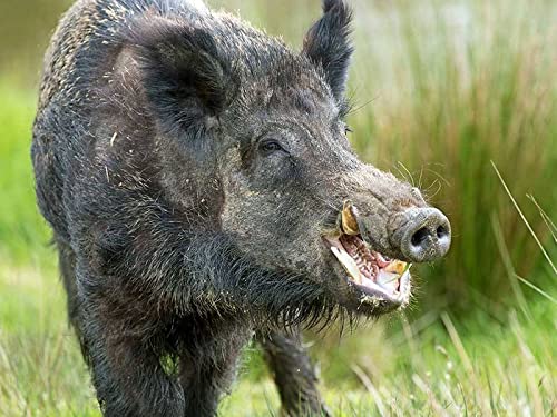 XCSQTYMY Malen nach Zahlen für Erwachsene, Wildschwein-Malset, 40 x 50 cm, geeignet für 6+ Jahre, faltbar, Geschenk XCSQTYMY Malen nach Zahlen für Erwachsene, Wildschwein-Malset, 40 x 50 cm, geeignet für 6+ Jahre, faltbar, Geschenk von XCSQTYMY