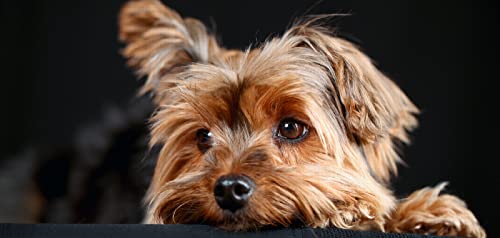 Malen nach Zahlen für Erwachsene, Yorkshire Terrier, Hund, Malen nach Zahlen, für Erwachsene, Anfänger und Kinder, leicht zu färben und geruchlos, mit einem kompletten Set aus Farbe und Pinseln von XCSQTYMY