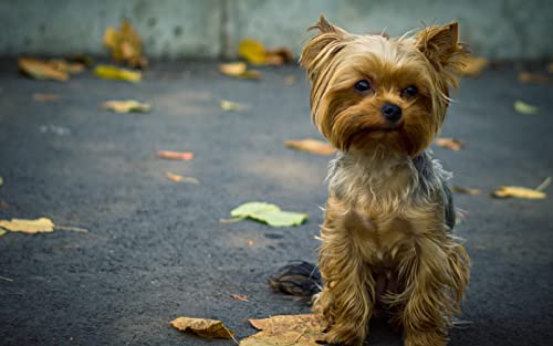 Ölgemälde zum Selbermachen, Malen nach Zahlen, digitales Ölgemälde, Yorkshire Terrier, Hund, 40,6 x 50,8 cm Ölgemälde zum Selbermachen, Malen nach Zahlen, digitales Ölgemälde, Yorkshire Terrier, Hund, 40,6 x 50,8 cm von XCSQTYMY