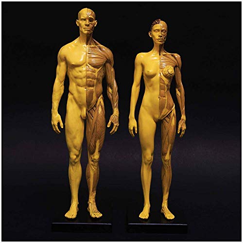 Anatomiemodell, menschliche Anatomie, menschliches Muskelskelett, 27,9 cm, Figur der menschlichen Anatomie, Modellpuppe für menschliche Muskelknochen, zum Studieren und Unterrichten von XDAWQP