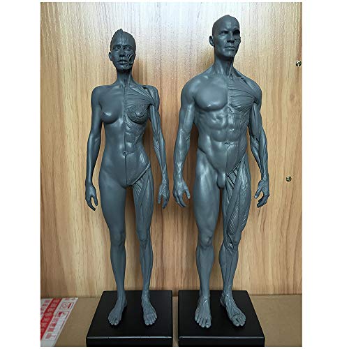 Figur der menschlichen Anatomie – Anatomisches Modell des menschlichen Muskelskeletts 11,8 Zoll Modell männlicher Muskelknochen – Figur der menschlichen Anatomie – Modellpuppe – Referenz Paar Figur der menschlichen Anatomie – Anatomisches Modell des menschlichen Muskelskeletts 11,8 Zoll Modell männlicher Muskelknochen – Figur der menschlichen Anatomie – Modellpuppe – Referenz Paar von XDAWQP