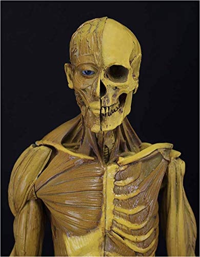 Figur der menschlichen Anatomie – Figur der menschlichen Anatomie – Modellpuppe – Anatomisches Modell des menschlichen Muskelskeletts 23,6 Zoll – Referenz für Künstler, Schulstudium und Unterricht Figur der menschlichen Anatomie – Figur der menschlichen Anatomie – Modellpuppe – Anatomisches Modell des menschlichen Muskelskeletts 23,6 Zoll – Referenz für Künstler, Schulstudium und Unterricht von XDAWQP