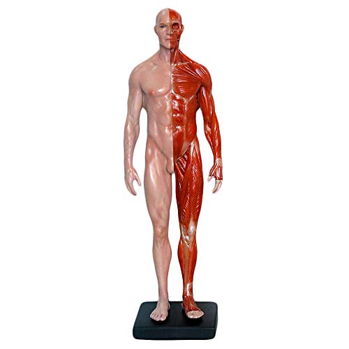 Männliche Anatomie Figur, 30 cm, menschliche Anatomie, Modellpuppe aus menschlichem Muskelknochen aus Kunstharz, für Arti-Zeichenstudio Männliche Anatomie Figur, 30 cm, menschliche Anatomie, Modellpuppe aus menschlichem Muskelknochen aus Kunstharz, für Arti-Zeichenstudio von XDAWQP