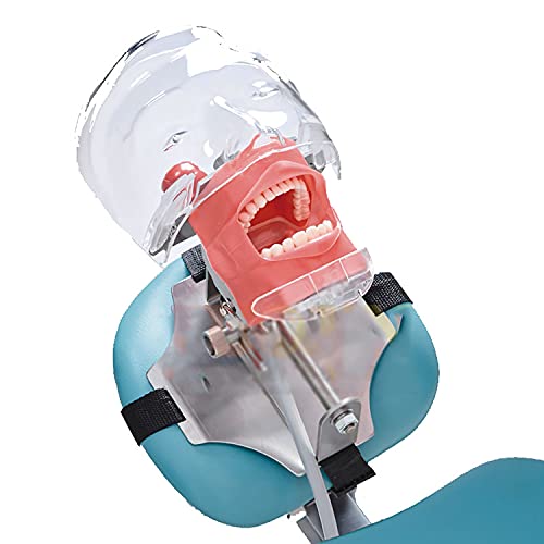 XDAWQP Lehrmodell, Modellpuppe, Modell mit Zähnen für Training und Unterricht, Modell der Zahnpuppe in natürlicher Größe mit Zahnmodell XDAWQP Lehrmodell, Modellpuppe, Modell mit Zähnen für Training und Unterricht, Modell der Zahnpuppe in natürlicher Größe mit Zahnmodell von XDAWQP