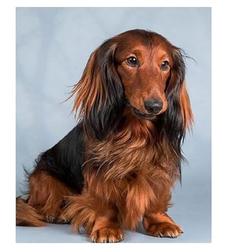 XFENDOUDOU Kreuzstich Set Vorgedruckt dackel tier hund 11CT Cross Stitch Stamped Kit DIY Anfänger Erwachsene Embroidery Kunst Handwerk Handarbeit Kits（40 * 50cm） von XFENDOUDOU