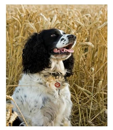 XFENDOUDOU Kreuzstich Stickpackungen weizenfeld tier hund 11CT Cross Stitch Stamped Kit DIY Anfänger Erwachsene Embroidery Kunst Handwerk Handarbeit Kits（40 * 50cm） von XFENDOUDOU