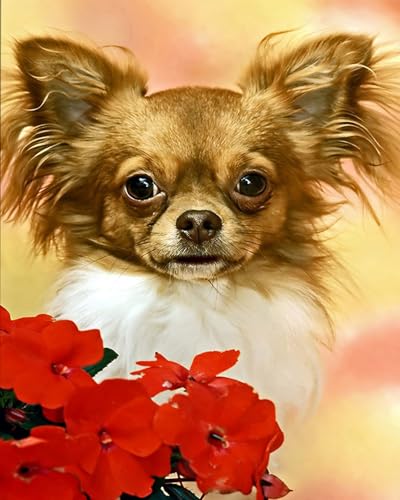 XIAOYOUQIAN Malen Nach Zahlen Erwachsene, Diy Bastelset Handgemalt Ölgemälde Kit Mit 3 ， Pinseln Und Acrylfarbe Leinwand Kit ， Geschenkideen，40X50 Cm ，Chihuahua Hund Süßes Haustier Tier，Mit Rahmen von XIAOYOUQIAN