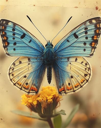 Diamond Painting Butterfly, Diamond Painting Erwachsene Animal, DIY Diamantmalerei Basteln, Alle Bohrer Wasserbohrer Edelsteine Kunstwerke Mosaikherstellung, als Familienwand Dekoration 60x80cm T-93 Diamond Painting Butterfly, Diamond Painting Erwachsene Animal, DIY Diamantmalerei Basteln, Alle Bohrer Wasserbohrer Edelsteine Kunstwerke Mosaikherstellung, als Familienwand Dekoration 60x80cm T-93 von XUJYLXZA