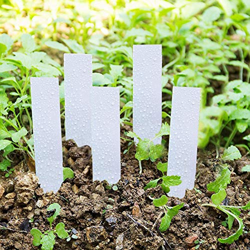 XUXHOU Wiederverwendbare PVC -Gartenmarkierungsbezeichnungen 100 von PCs - Wasserdichte Topfmarkierungen für Mängel Ideal für Samenschalen, Töpfe, Junge Pflanzen in Grün, Rosa, Weiß, Gelb (WHITE) von XUXHOU