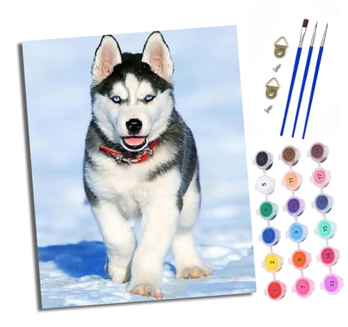 Malen nach Zahlen Erwachsene Schneehusky-Welpe DIY Handgemalt Ölgemälde Kit Paint by Numbers Adult Mit 3 - Pinseln und Acrylfarbe knitterfreie leinwand Kit - 40 X 50 CM Malen nach Zahlen Erwachsene Schneehusky-Welpe DIY Handgemalt Ölgemälde Kit Paint by Numbers Adult Mit 3 - Pinseln und Acrylfarbe knitterfreie leinwand Kit - 40 X 50 CM von XXHXIE