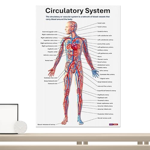 Xistuoz Poster "Muscular System Anatomical Poster", 16 x Poster, pädagogische, wissenschaftliche anatomische Diagramme für Studium, Unterricht von Xistuoz