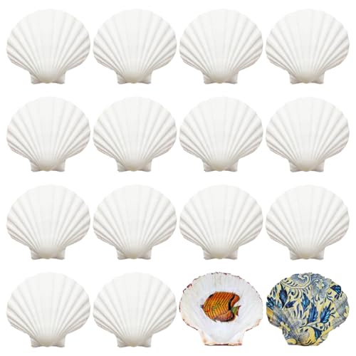 Xyvor 16 Stück Weiße Jakobsmuscheln Zum Basteln, 8-9cm Große Natürliche Muscheln Deko, Große Jakobsmuschel, Muscheln Zum Bemalen Für Handwerk Hochzeit Dekoration Strand Theme Party, Fischtank, DIY von Xyvor
