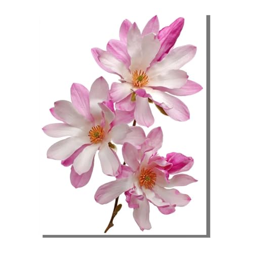 Blume Pflanze Diamond Painting Erwachsene, 5D Diamant Kunst Kinder Kits, DIY Erwachsene Mosaikherstellung Basteln Diamant Malerei Bilder Set für Weihnachten Wanddekoration, Geschenke 60x80 cm SYLF772 von YALNSENN