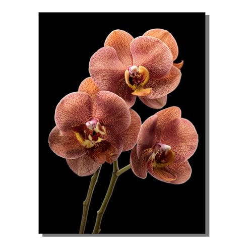 Blume Pflanze Diamond Painting Erwachsene, 5D Diamant Kunst Kinder Kits, DIY Erwachsene Mosaikherstellung Basteln Diamant Malerei Bilder Set für Weihnachten Wanddekoration, Geschenke 80x100 cm SYLF792 von YALNSENN
