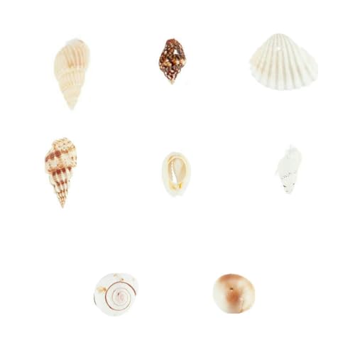 Muscheln, 466 Stück, 15 Stile, Spiralmuschelperlen, ungebohrt, winzige Muscheln, Ozean-Spiralmuscheln, Miniaturmuscheln, 1 Box, 8 Stile Muscheln, 466 Stück, 15 Stile, Spiralmuschelperlen, ungebohrt, winzige Muscheln, Ozean-Spiralmuscheln, Miniaturmuscheln, 1 Box, 8 Stile von YFSHC