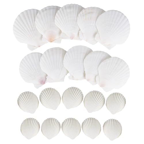 YHNDECO Muscheln Natürliche Muschelschalen Jakobsmuscheln, Deko Muscheln Muscheln zum Basteln, DIY Kreative Muschelschalen Malset als Vasenfüller für Aquarien YHNDECO Muscheln Natürliche Muschelschalen Jakobsmuscheln, Deko Muscheln Muscheln zum Basteln, DIY Kreative Muschelschalen Malset als Vasenfüller für Aquarien von YHNDECO