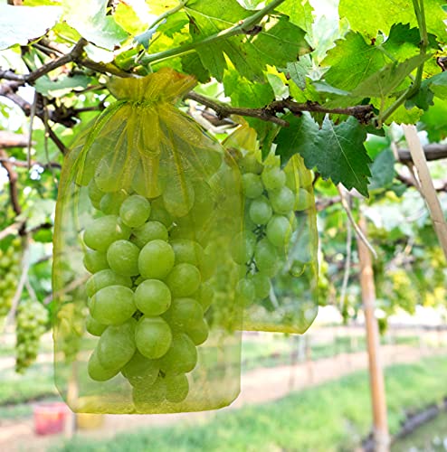 Trauben-Schutzbeutel 20x30CM Obst Schutzbeutel Organzabeutel mit Zugband, Garten Netzbeutel Frucht-Schutzbeutel zum Schutz vor Wespenfrass Vögel Kirschessigfliege und Andere Insekten. (Grün) von YHmall