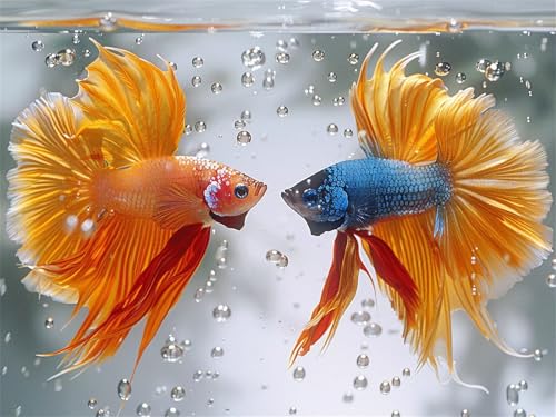Diamond Painting Erwachsene Goldfisch Diamant Painting Bilder Tier 80x120 cm 5D Diamanten Malerei Stickerei Bastelset Kinder Zubehör, für Wand Dekoration, Weihnachtsgeschen Mädchen und Frauen K-990 Diamond Painting Erwachsene Goldfisch Diamant Painting Bilder Tier 80x120 cm 5D Diamanten Malerei Stickerei Bastelset Kinder Zubehör, für Wand Dekoration, Weihnachtsgeschen Mädchen und Frauen K-990 von YOOYLLCY