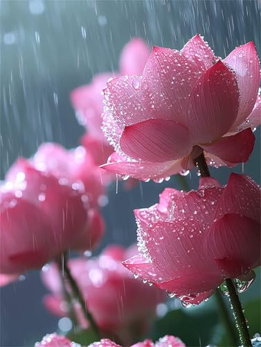 Rosa Diamond Painting Erwachsene, 5D Diamant Painting Lotus Bilder Kinder, DIY Vollbohrer Diamanten Malerei Stickerei Kreuzstich Basteln Mädchen 10 Jahre Geschenke Home Wand Dekor 60x80 cm K-938 Rosa Diamond Painting Erwachsene, 5D Diamant Painting Lotus Bilder Kinder, DIY Vollbohrer Diamanten Malerei Stickerei Kreuzstich Basteln Mädchen 10 Jahre Geschenke Home Wand Dekor 60x80 cm K-938 von YOOYLLCY