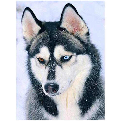YSCOLOR Diamant Painting 5D DIY Diamant Malerei Schnee Hund Stich Kreuz Volle Runde Diamant Stickerei Husky Diamant Wandaufkleber 30X40cm YSCOLOR Diamant Painting 5D DIY Diamant Malerei Schnee Hund Stich Kreuz Volle Runde Diamant Stickerei Husky Diamant Wandaufkleber 30X40cm von YSCOLOR