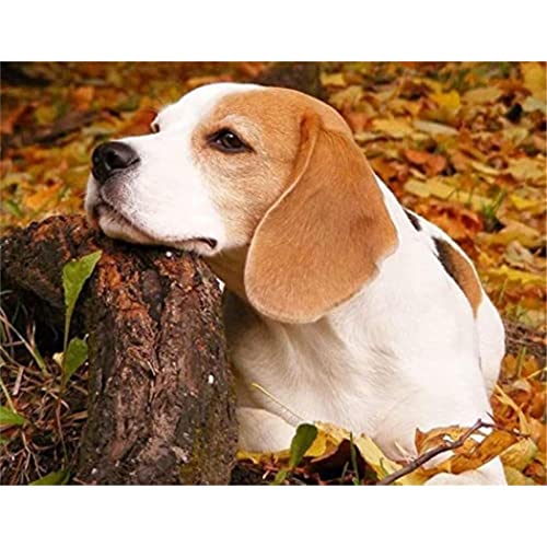 YSCOLOR Diamant Painting 5D Diamant Malerei Kits Beagle Hund Diy Full Drill Strass Stickerei Bilder Diamond Art Kits Für Erwachsene Geschenk Z1204 30x40cm von YSCOLOR
