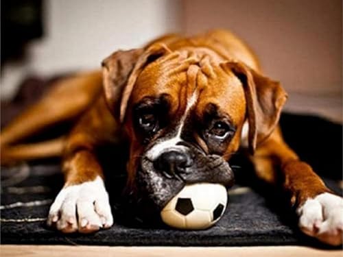 YSCOLOR Diamant Painting 5D Diamant Malerei Kits Boxer Hund Spielt Mit Ball Diy Full Drill Strass Stickerei Bilder Diamond Art Kits Für Erwachsene Geschenk Z1866 30x40cm YSCOLOR Diamant Painting 5D Diamant Malerei Kits Boxer Hund Spielt Mit Ball Diy Full Drill Strass Stickerei Bilder Diamond Art Kits Für Erwachsene Geschenk Z1866 30x40cm von YSCOLOR