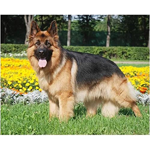 YSCOLOR Diamant Painting 5D Diamant Malerei Kits Für Erwachsene Full Drill Deutscher Schäferhund Diy Diamond Art Kits Für Erwachsene Strass Stickerei Bilder 30x40cm YSCOLOR Diamant Painting 5D Diamant Malerei Kits Für Erwachsene Full Drill Deutscher Schäferhund Diy Diamond Art Kits Für Erwachsene Strass Stickerei Bilder 30x40cm von YSCOLOR