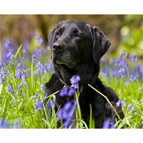 YSCOLOR Diamant Painting 5D Diamant Malerei Kits Für Erwachsene Kinder Schwarzer Labrador Hund Full Drill Strass Diamond Art Painting Tiere 30x40cm von YSCOLOR