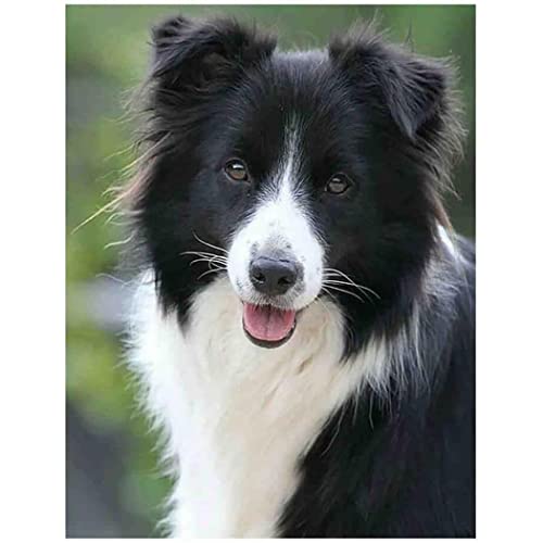 YSCOLOR Diamant Painting Diamant Malerei Border Collie Dog Diy Round Full Diamond By Number Art Painting Kits Crafts Wall Decor Home Gifts 30x40cm von YSCOLOR