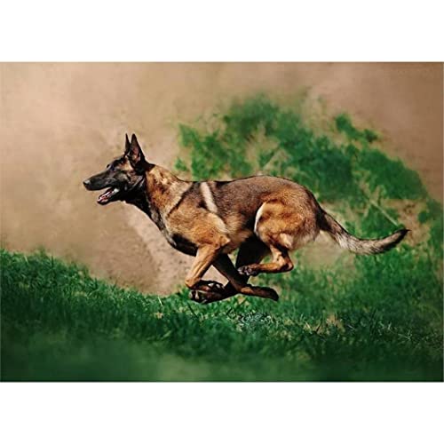 YSCOLOR Diamant Painting Diamant Malerei Kits Für Erwachsene Diamond Art 5D Belgischer Schäferhund Diy Painting Kit 30x40cm YSCOLOR Diamant Painting Diamant Malerei Kits Für Erwachsene Diamond Art 5D Belgischer Schäferhund Diy Painting Kit 30x40cm von YSCOLOR