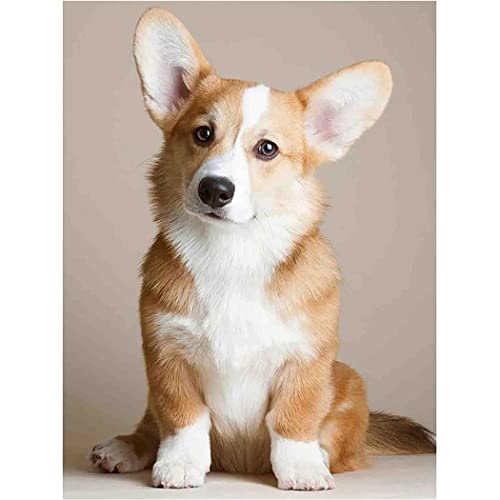 YSCOLOR Diamant Painting Diy Diamant Malerei Corgi Dog 5D Full Round Diamond Strass Art Adult By Number Painting Craft Kit Decorating Gift 30x40cm von YSCOLOR