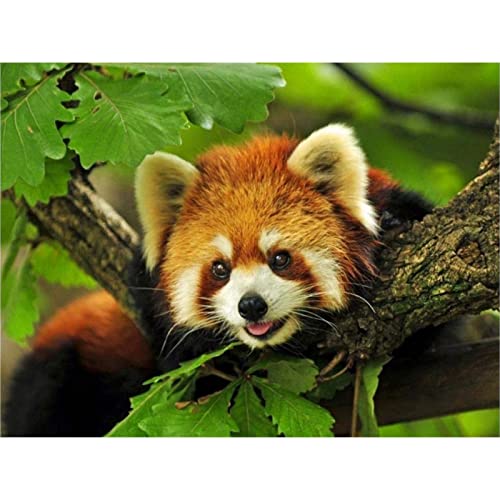 YSCOLOR Diamond Painting, komplett, rund, Diamantstickerei, Tiere, Panda, Rot, DIY, Diamant-Malerei, Modell, Strass, Mosaik, 30 x 40 cm YSCOLOR Diamond Painting, komplett, rund, Diamantstickerei, Tiere, Panda, Rot, DIY, Diamant-Malerei, Modell, Strass, Mosaik, 30 x 40 cm von YSCOLOR