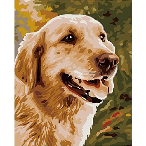 YSCOLOR Malen Nach Zahlen Für Erwachsene, Golden Retriever, Diy-Leinwand-Ölgemälde-Kits, Anfänger, Wanddekoration, Geschenke 40X50cm YSCOLOR Malen Nach Zahlen Für Erwachsene, Golden Retriever, Diy-Leinwand-Ölgemälde-Kits, Anfänger, Wanddekoration, Geschenke 40X50cm von YSCOLOR