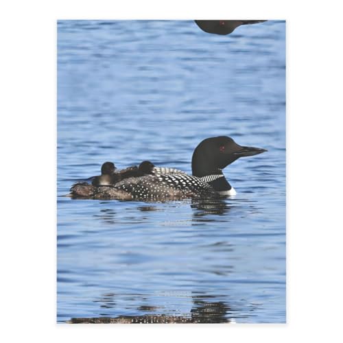 Loon Birds Printing Fashion Crystal Stickers Craft Card Decorations for Water Bottle Laptop Luggage Phone Guitar Loon Birds Printing Fashion Crystal Stickers Craft Card Decorations for Water Bottle Laptop Luggage Phone Guitar von YUBVCF
